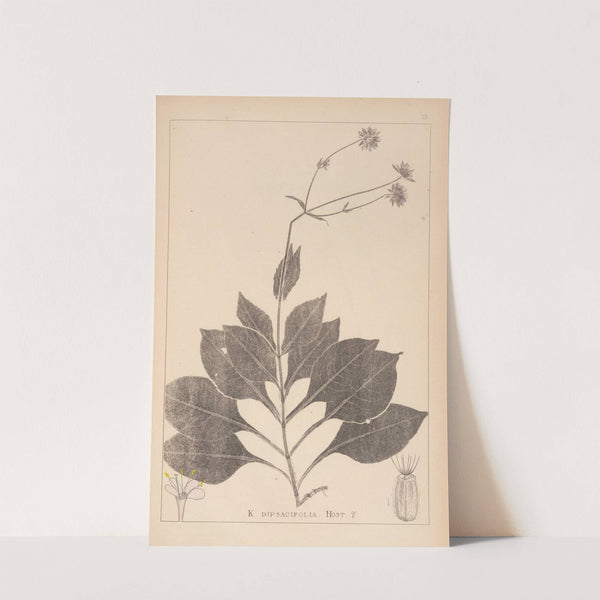 Herbier de la flore française Pl.0721 by Louis Antoine Cusin