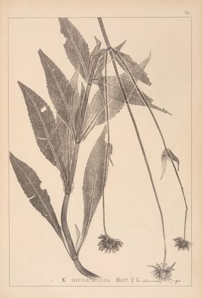 Herbier de la flore française Pl.0722