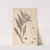 Herbier de la flore française Pl.0722 by Louis Antoine Cusin