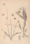 Herbier de la flore française Pl.0723