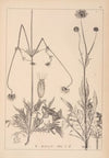 Herbier de la flore française Pl.0724