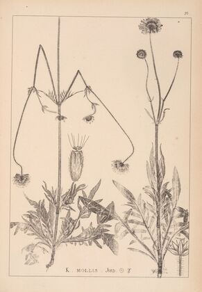 Herbier de la flore française Pl.0724