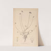Herbier de la flore française Pl.0728 by Louis Antoine Cusin