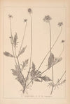 Herbier de la flore française Pl.0730