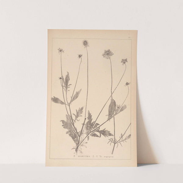 Herbier de la flore française Pl.0730 by Louis Antoine Cusin