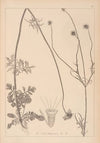 Herbier de la flore française Pl.0731