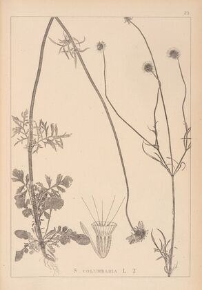 Herbier de la flore française Pl.0731