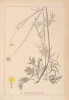 Herbier de la flore française Pl.0733
