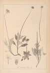 Herbier de la flore française Pl.0734