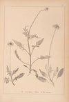 Herbier de la flore française Pl.0735