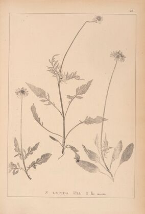Herbier de la flore française Pl.0735