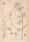 Herbier de la flore française Pl.0736