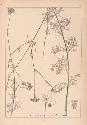 Herbier de la flore française Pl.0736