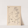 Herbier de la flore française Pl.0736 by Louis Antoine Cusin