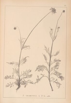 Herbier de la flore française Pl.0737