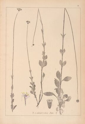 Herbier de la flore française Pl.0738