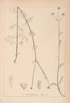 Herbier de la flore française Pl.0740