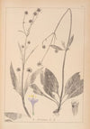 Herbier de la flore française Pl.0741