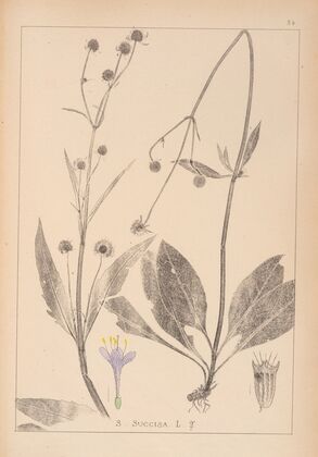 Herbier de la flore française Pl.0741