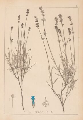 Herbier de la flore française Pl.0743