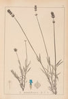 Herbier de la flore française Pl.0744