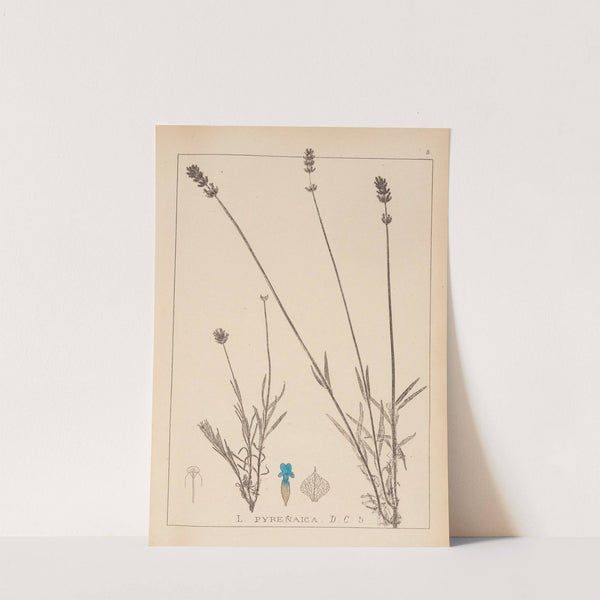 Herbier de la flore française Pl.0744 by Louis Antoine Cusin