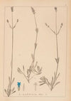 Herbier de la flore française Pl.0745