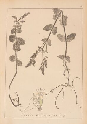 Herbier de la flore française Pl.0746