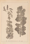 Herbier de la flore française Pl.0747