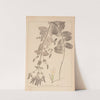 Herbier de la flore française Pl.0748 by Louis Antoine Cusin
