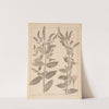 Herbier de la flore française Pl.0749 by Louis Antoine Cusin