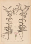 Herbier de la flore française Pl.0750