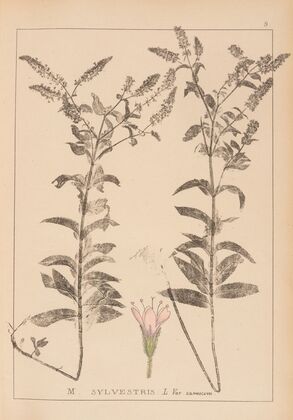 Herbier de la flore française Pl.0750