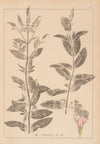 Herbier de la flore française Pl.0751