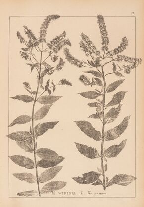 Herbier de la flore française Pl.0752