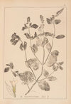 Herbier de la flore française Pl.0755