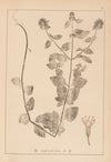 Herbier de la flore française Pl.0756