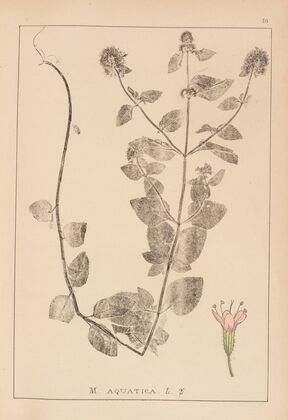 Herbier de la flore française Pl.0756