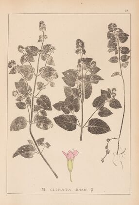 Herbier de la flore française Pl.0759