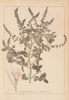 Herbier de la flore française Pl.0760