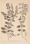 Herbier de la flore française Pl.0761