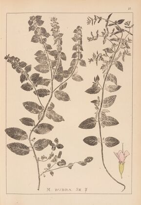Herbier de la flore française Pl.0761