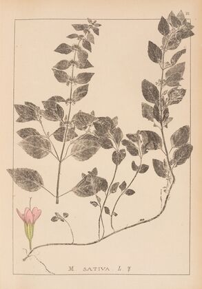 Herbier de la flore française Pl.0762