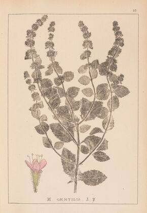 Herbier de la flore française Pl.0763