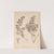 Herbier de la flore française Pl.0764 by Louis Antoine Cusin
