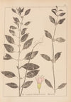 Herbier de la flore française Pl.0765
