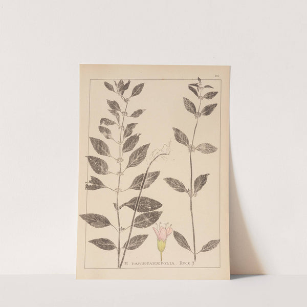 Herbier de la flore française Pl.0765 by Louis Antoine Cusin