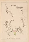 Herbier de la flore française Pl.0766