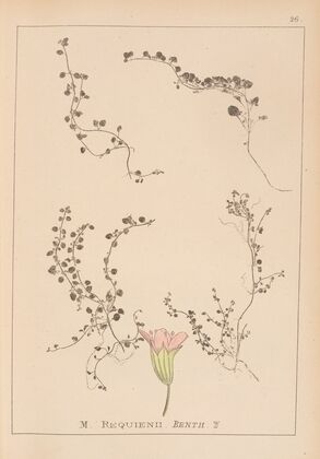 Herbier de la flore française Pl.0766
