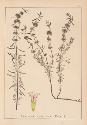 Herbier de la flore française Pl.0768